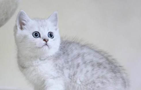 貓咪懷孕最快多久能看出來