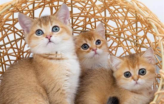 不建議新手養金漸層的原因及處理方法