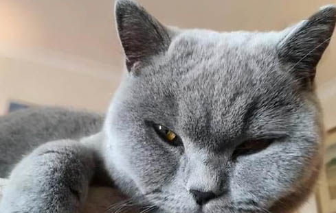 哪種貓好養(yǎng)又不貴