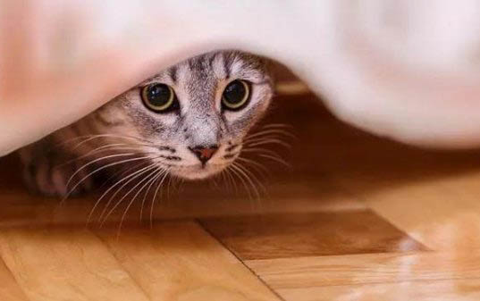 5個月的小貓被上會懷孕嗎