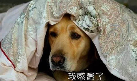 長時間不清理狗狗耳朵會怎樣