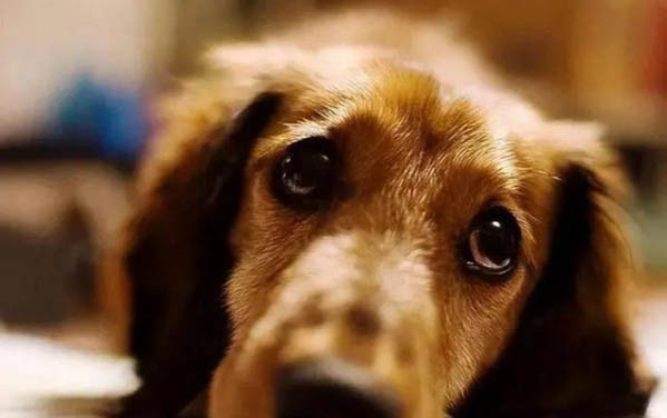 狗狗感染狂犬病有哪些表現