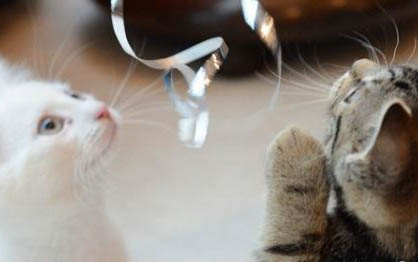 寵物店貓多少錢