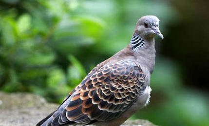 斑鳩養(yǎng)多久可以親主人