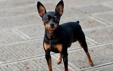 短毛狗的品種有哪些