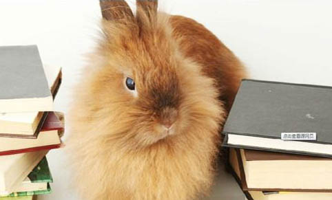 如何飼養寵物兔