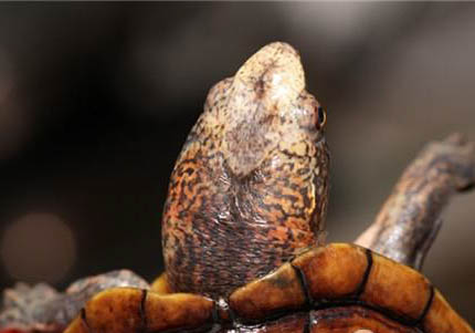 斑紋泥龜好養嗎