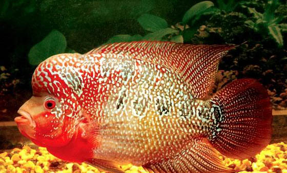 珍珠羅漢魚的飼養要點