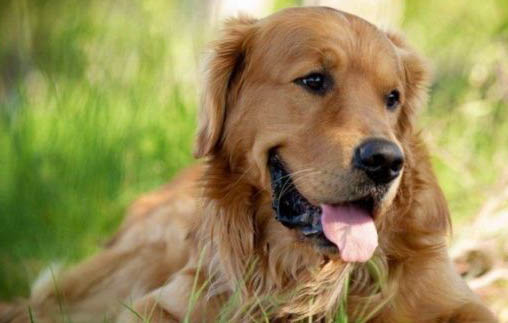 金毛犬不能吃的食物有哪些