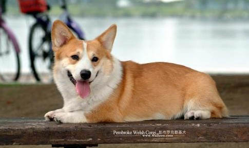 柯基犬愛叫嗎