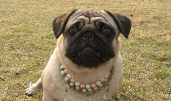 八哥犬多少錢一只