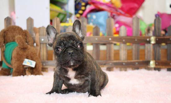 法國斗牛犬懷孕多久生產(chǎn)