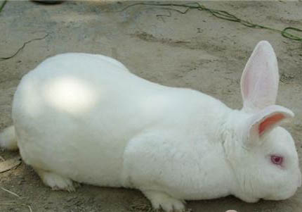 新西蘭兔子可以長多少斤