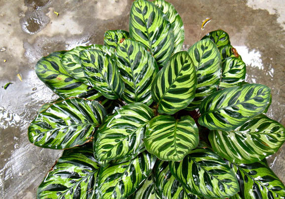 單色孔雀魚好養嗎