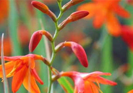 火焰布偶為什么便宜