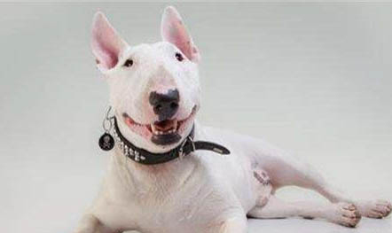 牛頭獒犬護主嗎