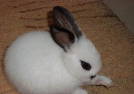 如何和海棠兔玩耍?