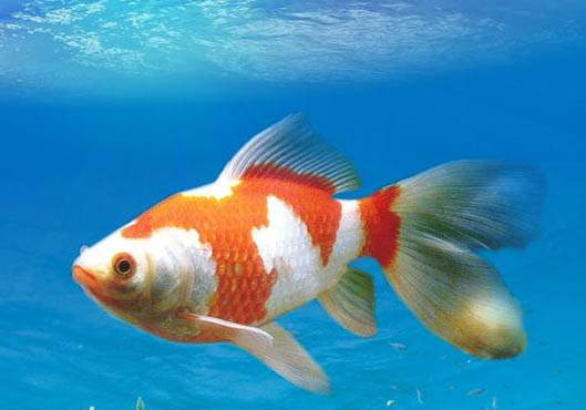 為什么草金魚沒人養?