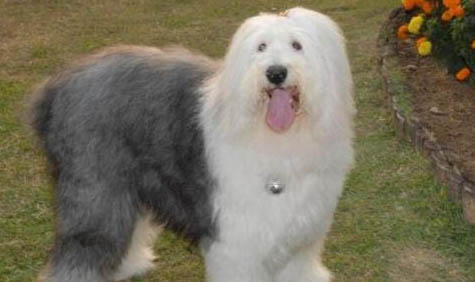 瑞士牧羊犬和德國牧羊犬哪個好