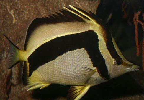 訓練蝴蝶犬定點排便的方法