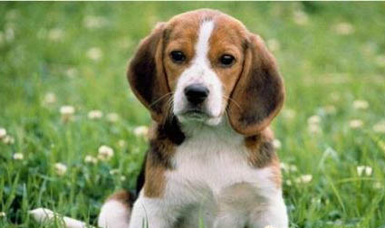 比格犬為什么被禁養?