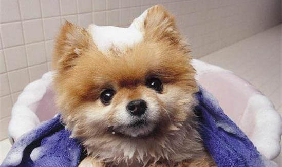 博美犬冠狀病毒需要禁食嗎