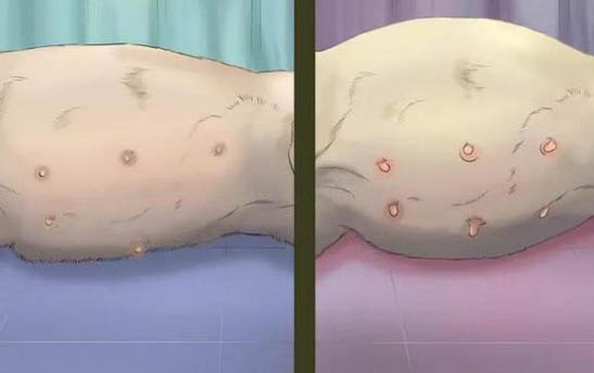 母貓隨處小便