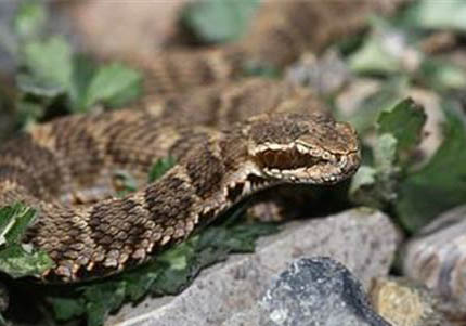 短尾貓有哪些特點(diǎn)