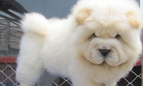 松獅犬的優(yōu)缺點有哪些？