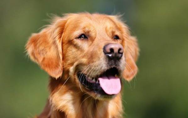 狗可以吃熟洋蔥嗎