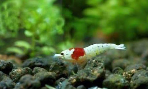 水晶蝦可以和什么混養啊