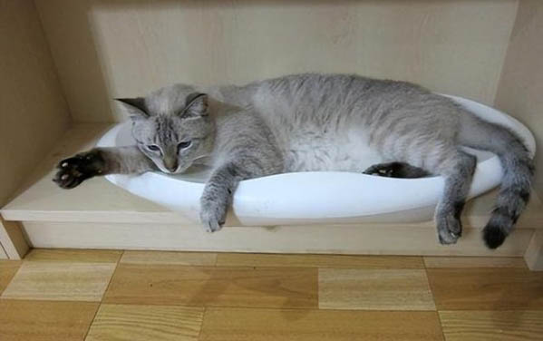 貓一天能吃多少貓條