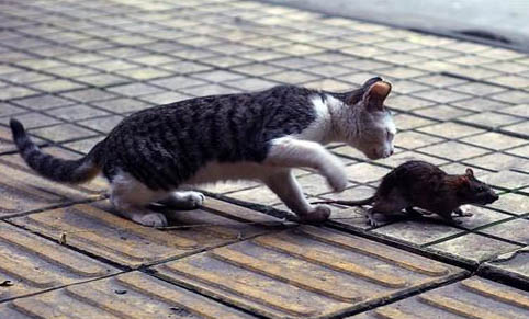 如何快速教會(huì)貓用貓砂