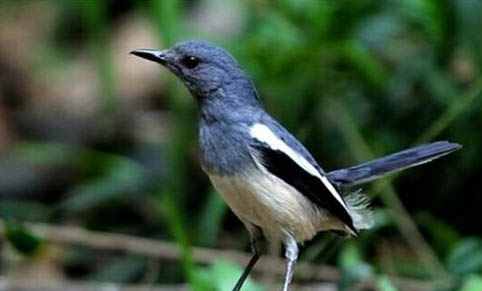 四喜鳥飼料哪個牌子最好