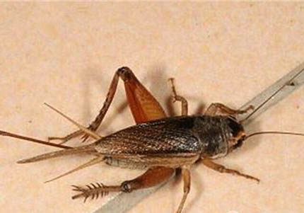 蟋蟀和蟈蟈的區(qū)別