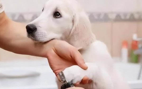 狗狗一直睡覺是怎么回事?