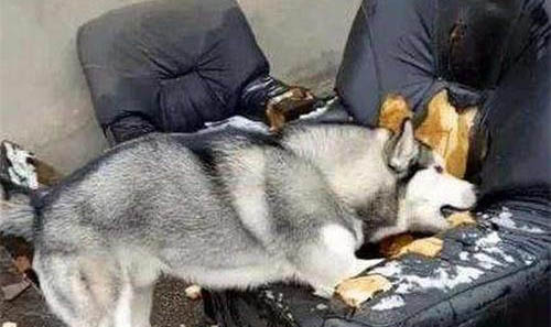 為什么狗狗總是吼人呢