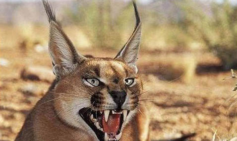 獰貓的外形特征