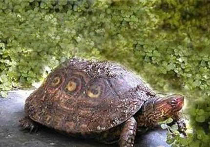 木紋龜能長多大