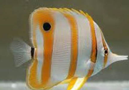 熱帶魚不吃東西是什么原因