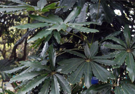 孔雀魚多大可以繁殖？