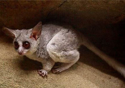 嬰猴中國可以養(yǎng)嗎