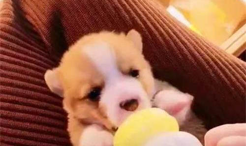 狗狗嘔吐腹瀉不吃東西怎么辦？