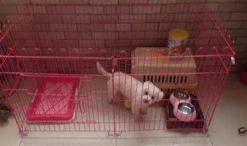 狗狗懷孕期間不能吃什么