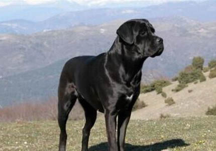 怎么讓卡斯羅不咬人