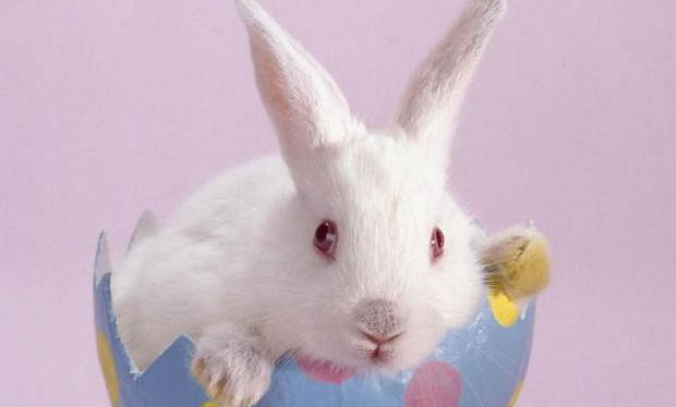 寵物兔子有哪些種類