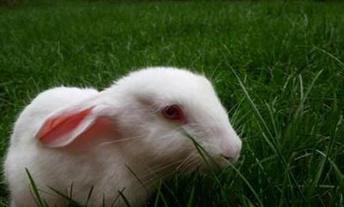 小白兔到底能不能喝水