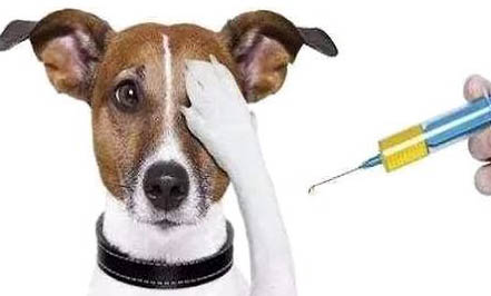 狂犬病貓能檢查出來嗎