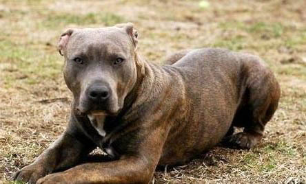 比特犬的訓(xùn)練方法