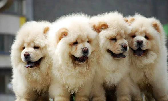 松獅犬拉稀但精神好怎么治